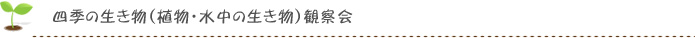 四季の生き物（植物・水中の生き物）観察会